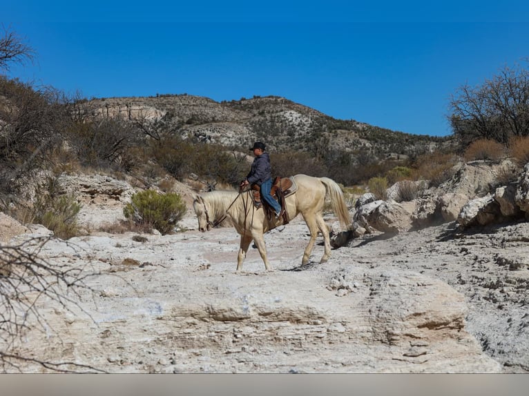 American Quarter Horse Castrone 6 Anni 152 cm Cremello in Camp Verde AZ