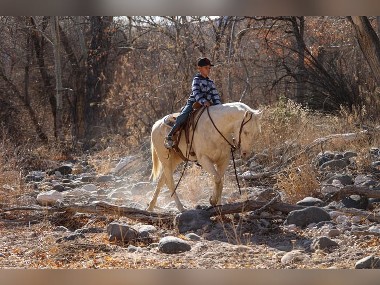 American Quarter Horse Castrone 6 Anni 152 cm Cremello in Camp Verde AZ