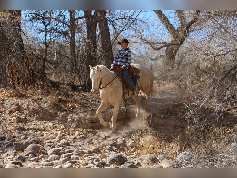 American Quarter Horse Castrone 6 Anni 152 cm Cremello in Camp Verde AZ