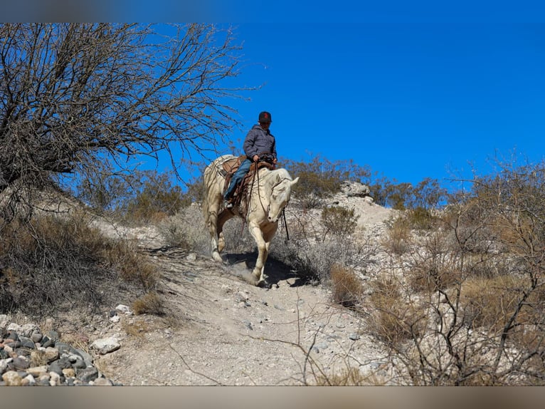 American Quarter Horse Castrone 6 Anni 152 cm Cremello in Camp Verde AZ