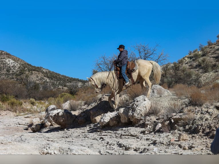 American Quarter Horse Castrone 6 Anni 152 cm Cremello in Camp Verde AZ