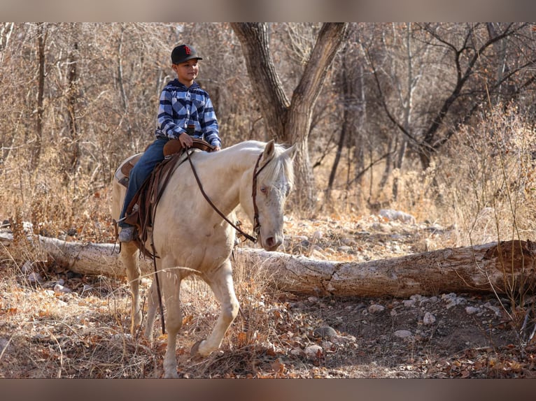 American Quarter Horse Castrone 6 Anni 152 cm Cremello in Camp Verde AZ