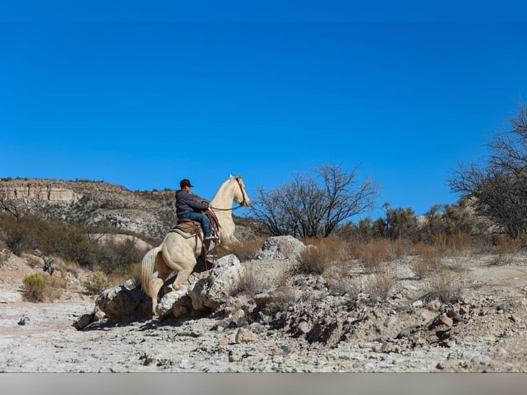 American Quarter Horse Castrone 6 Anni 152 cm Cremello in Camp Verde AZ