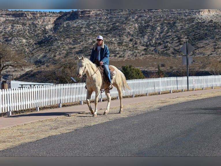 American Quarter Horse Castrone 6 Anni 152 cm Cremello in Camp Verde AZ