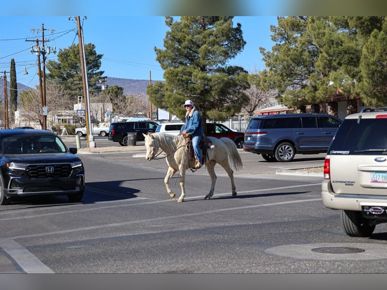 American Quarter Horse Castrone 6 Anni 152 cm Cremello in Camp Verde AZ