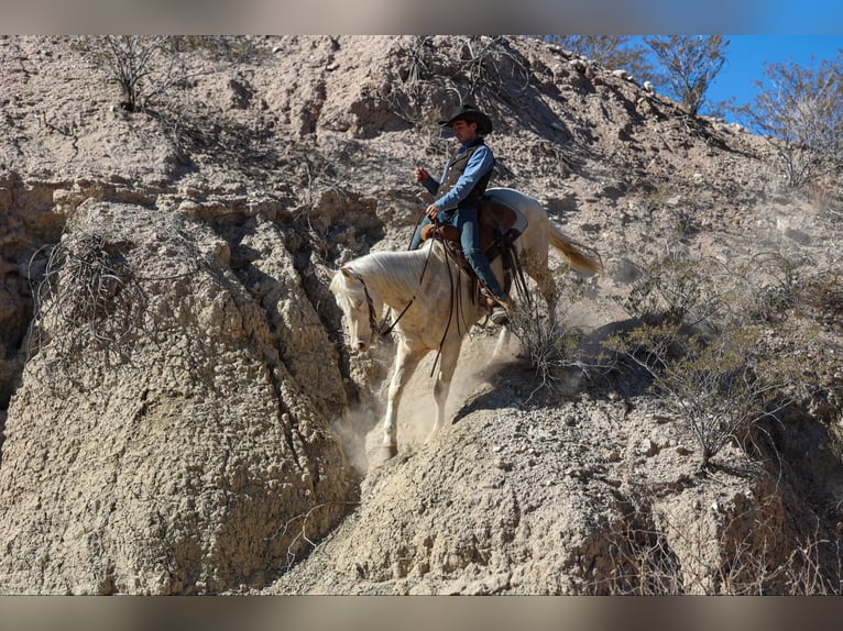 American Quarter Horse Castrone 6 Anni 152 cm Cremello in Camp Verde AZ