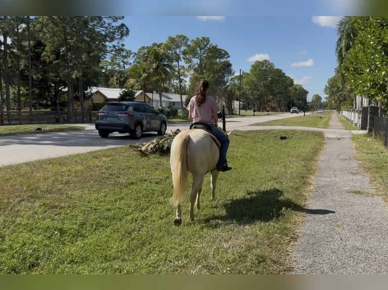 American Quarter Horse Castrone 6 Anni 152 cm Cremello in Loxahatchee