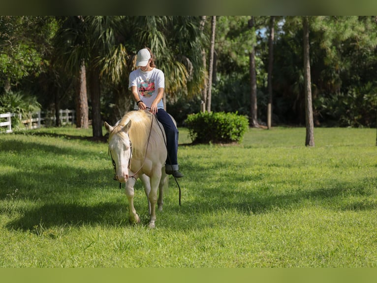 American Quarter Horse Castrone 6 Anni 152 cm Cremello in Loxahatchee