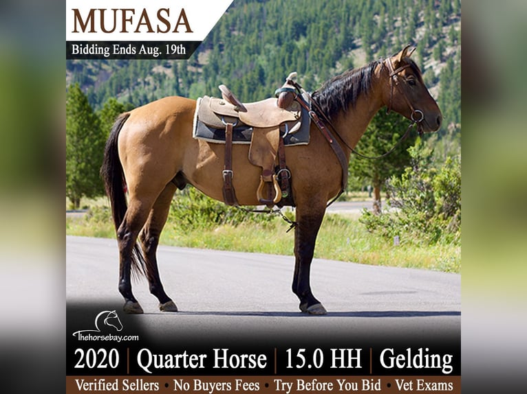American Quarter Horse Castrone 6 Anni 152 cm Falbo in Fort Collins, CO
