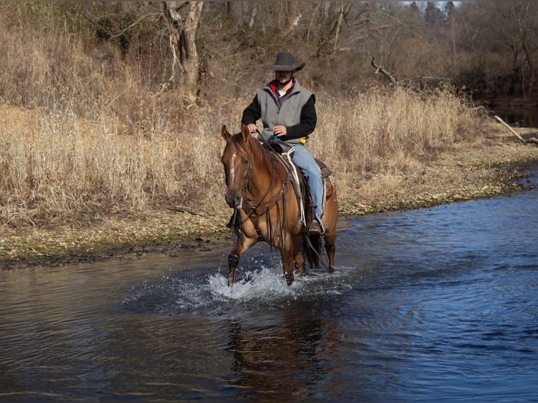 American Quarter Horse Castrone 6 Anni 152 cm Falbo in Greensburg KY