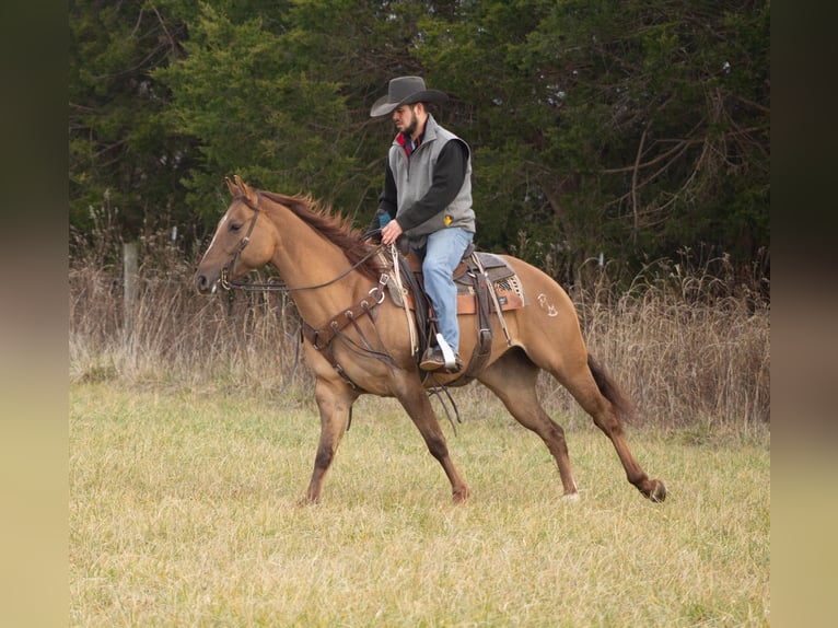 American Quarter Horse Castrone 6 Anni 152 cm Falbo in Greensburg KY