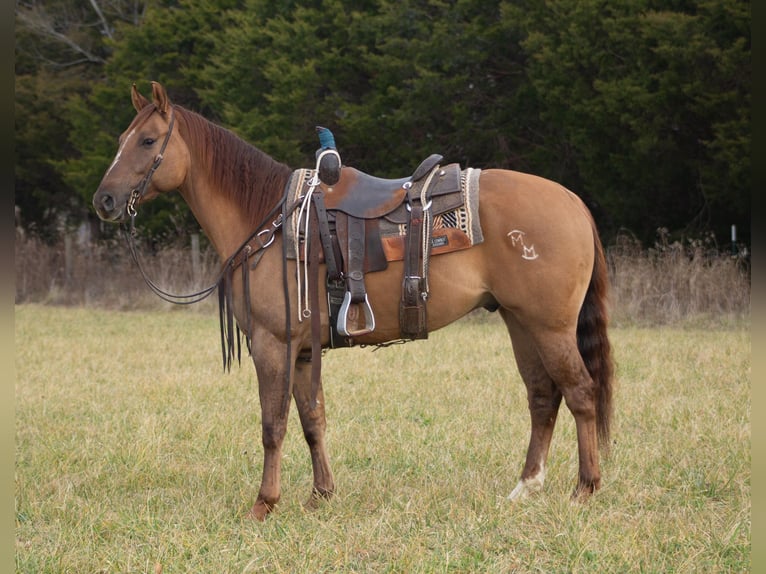 American Quarter Horse Castrone 6 Anni 152 cm Falbo in Greensburg KY