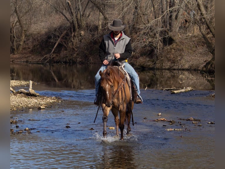 American Quarter Horse Castrone 6 Anni 152 cm Falbo in Greensburg KY