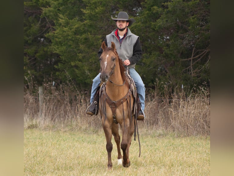 American Quarter Horse Castrone 6 Anni 152 cm Falbo in Greensburg KY