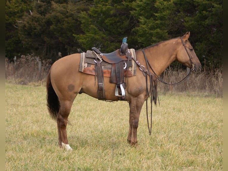 American Quarter Horse Castrone 6 Anni 152 cm Falbo in Greensburg KY