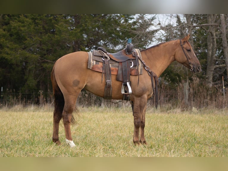 American Quarter Horse Castrone 6 Anni 152 cm Falbo in Greensburg KY