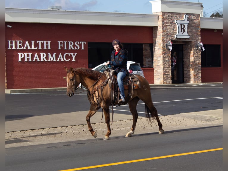 American Quarter Horse Castrone 6 Anni 152 cm Falbo in Greensburg KY