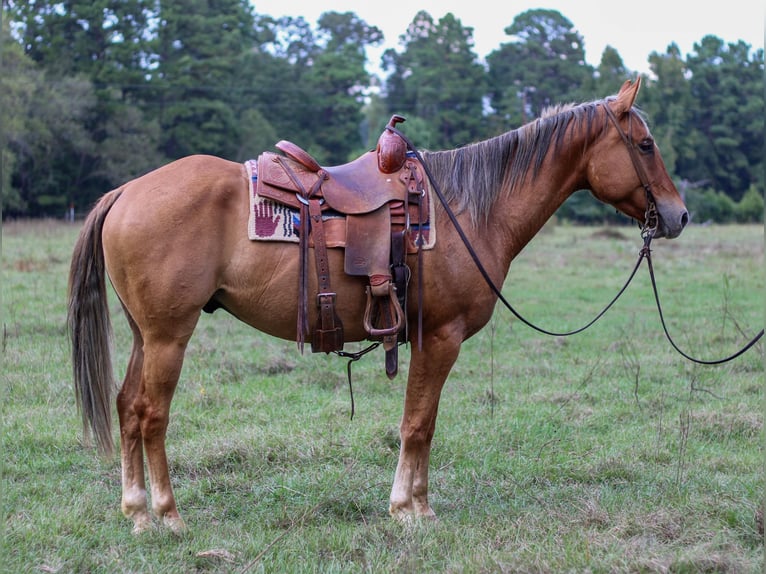 American Quarter Horse Castrone 6 Anni 152 cm Falbo in RUSK, TX