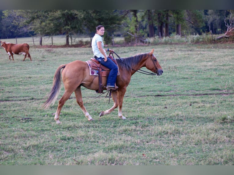 American Quarter Horse Castrone 6 Anni 152 cm Falbo in RUSK, TX