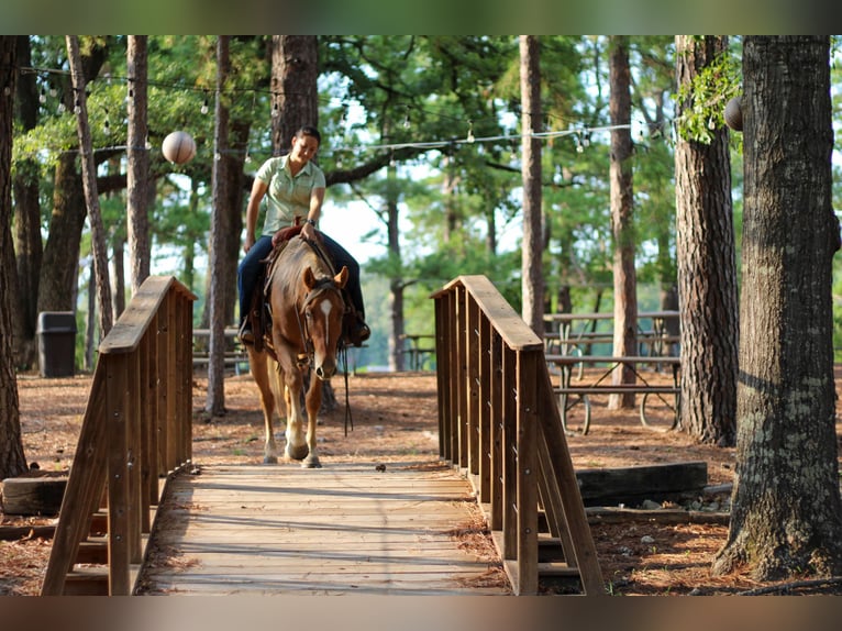 American Quarter Horse Castrone 6 Anni 152 cm Falbo in RUSK, TX