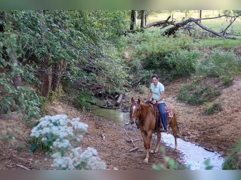 American Quarter Horse Castrone 6 Anni 152 cm Falbo in RUSK, TX