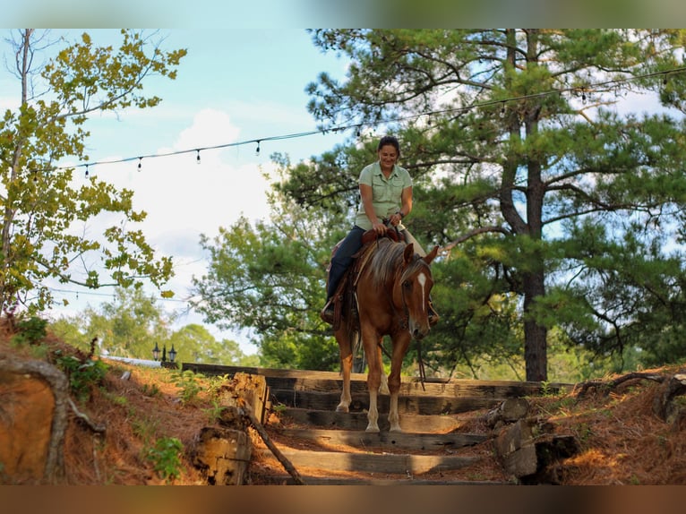 American Quarter Horse Castrone 6 Anni 152 cm Falbo in RUSK, TX