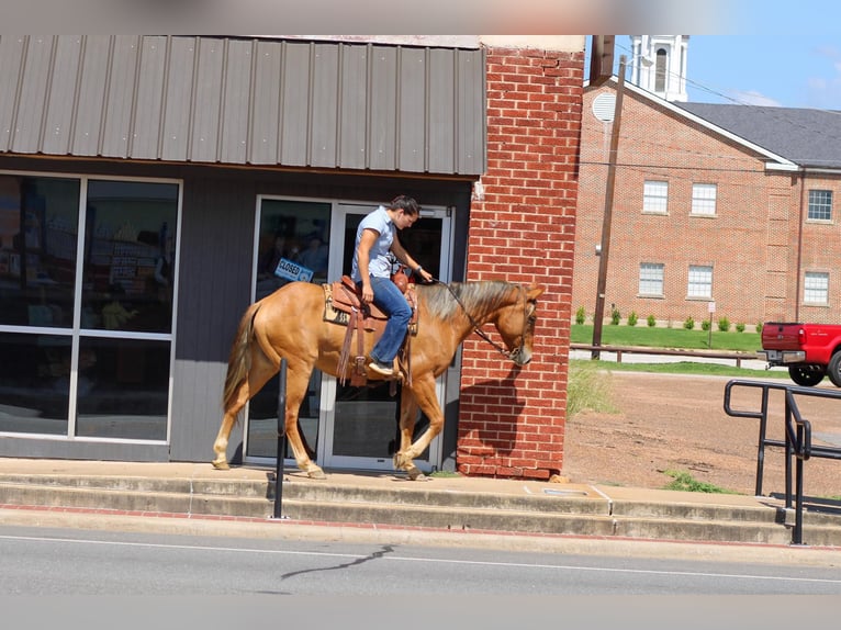 American Quarter Horse Castrone 6 Anni 152 cm Falbo in RUSK, TX