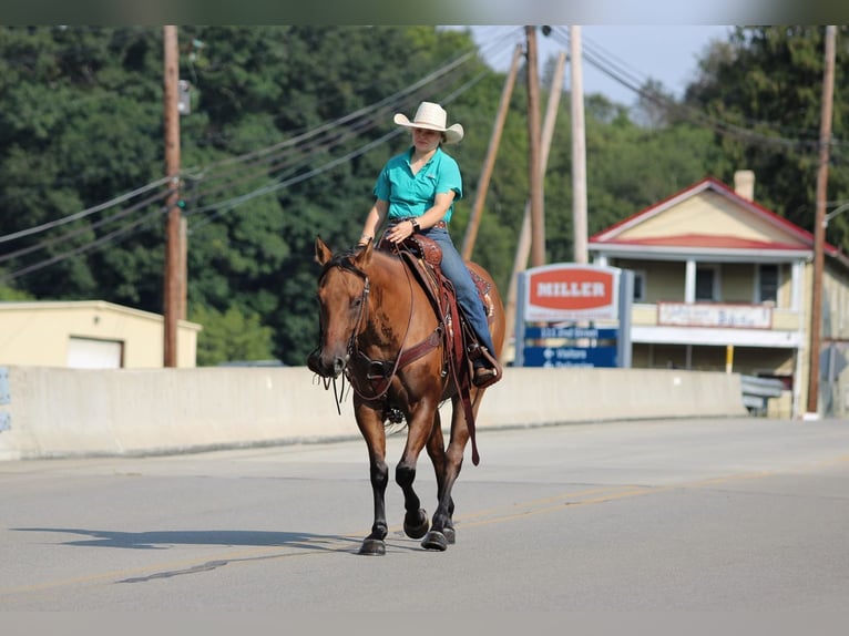 American Quarter Horse Castrone 6 Anni 152 cm Falbo in Clarion