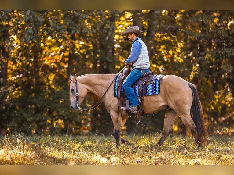 American Quarter Horse Castrone 6 Anni 152 cm Falbo in Lyles, TN