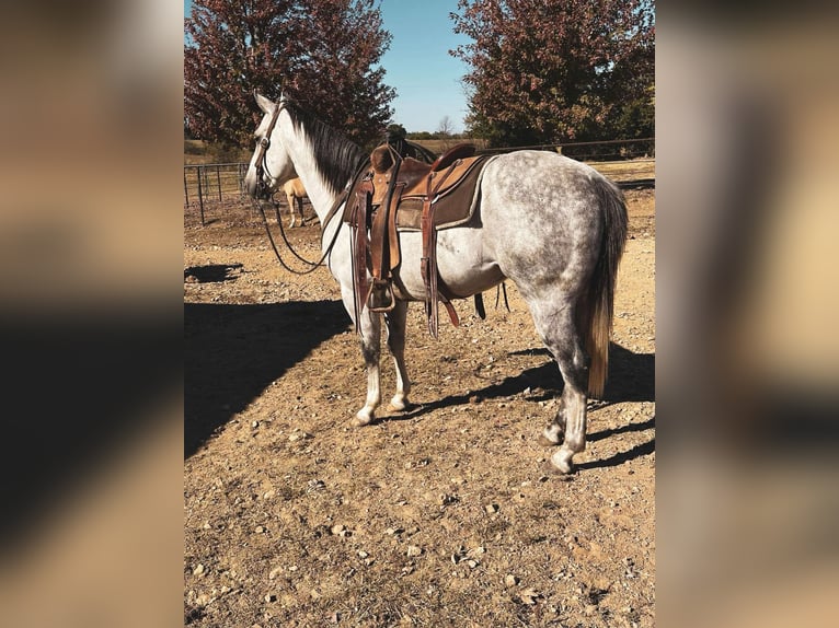 American Quarter Horse Castrone 6 Anni 152 cm Grigio in fulton MO