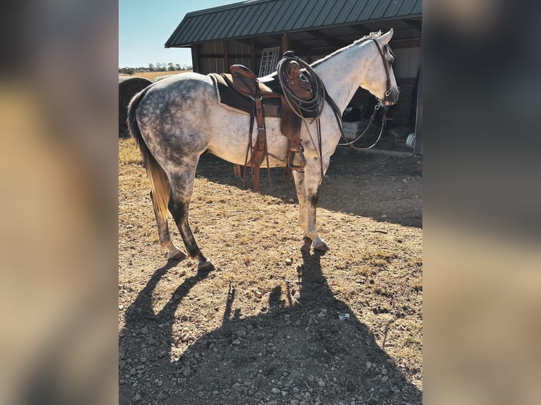 American Quarter Horse Castrone 6 Anni 152 cm Grigio in fulton MO