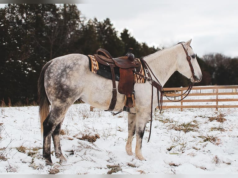 American Quarter Horse Castrone 6 Anni 152 cm Grigio in fulton MO