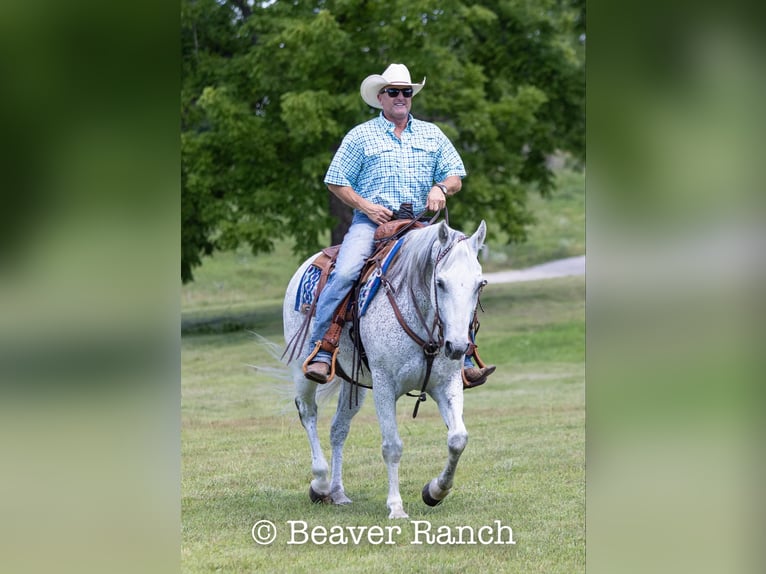 American Quarter Horse Castrone 6 Anni 152 cm Grigio in Mountain Grove MO