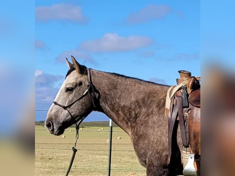 American Quarter Horse Castrone 6 Anni 152 cm Grigio in Rising Star TX