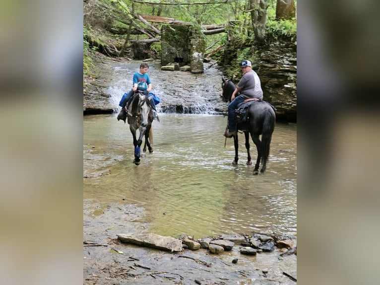 American Quarter Horse Castrone 6 Anni 152 cm Grigio pezzato in Salt Lick KY