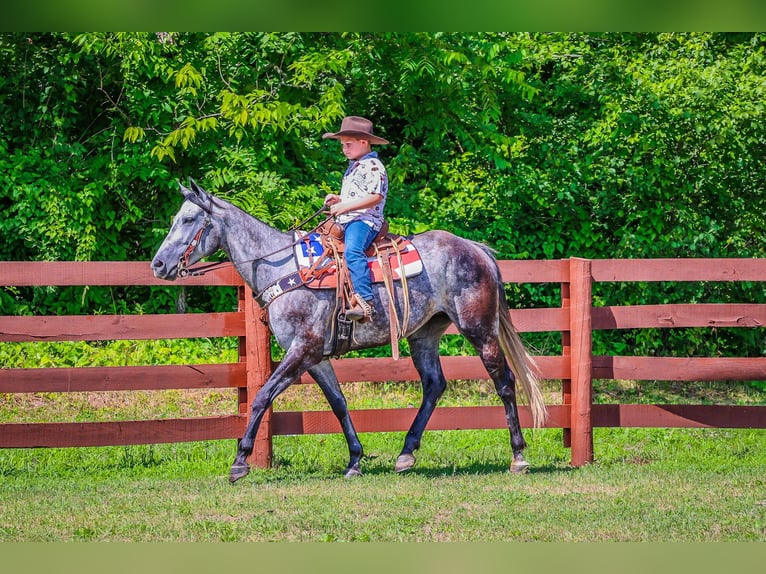 American Quarter Horse Castrone 6 Anni 152 cm Grigio pezzato in Salt Lick KY