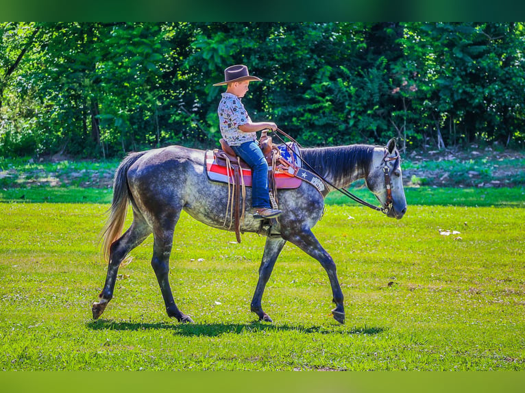 American Quarter Horse Castrone 6 Anni 152 cm Grigio pezzato in Salt Lick KY