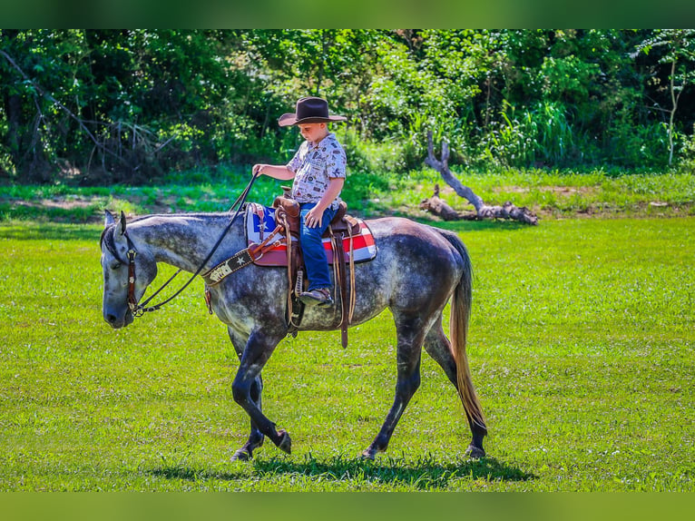 American Quarter Horse Castrone 6 Anni 152 cm Grigio pezzato in Salt Lick KY