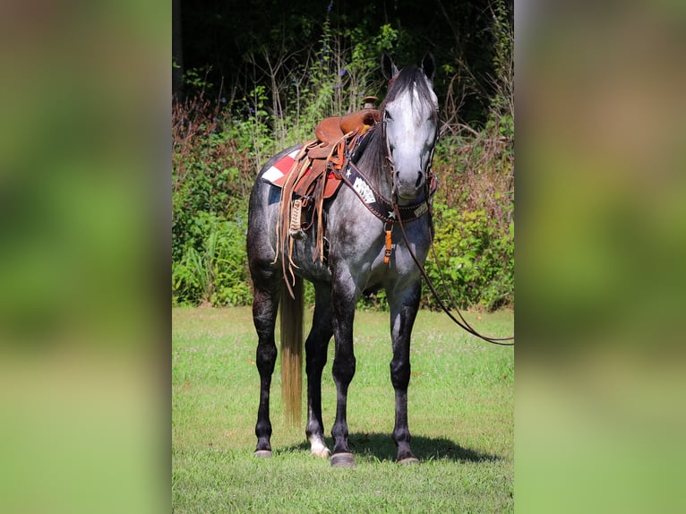 American Quarter Horse Castrone 6 Anni 152 cm Grigio pezzato in Salt Lick KY