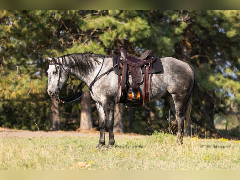 American Quarter Horse Castrone 6 Anni 152 cm Grigio pezzato in Kalispell, MT