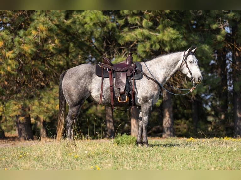 American Quarter Horse Castrone 6 Anni 152 cm Grigio pezzato in Kalispell, MT