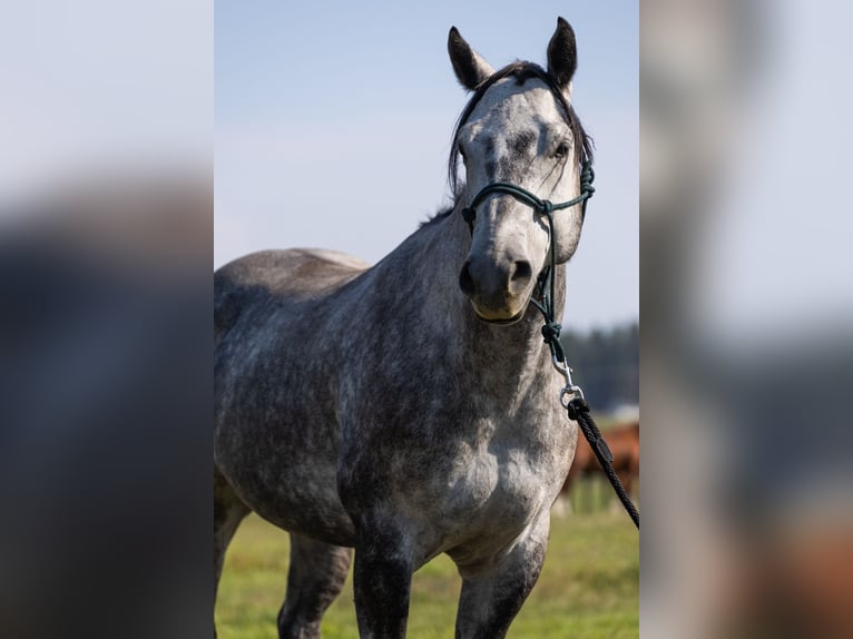 American Quarter Horse Castrone 6 Anni 152 cm Grigio pezzato in Kalispell, MT