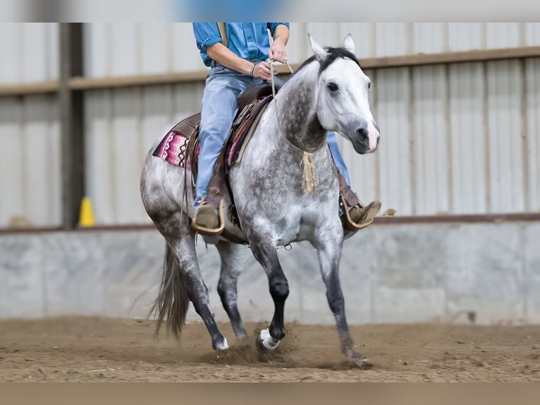 American Quarter Horse Castrone 6 Anni 152 cm Grigio in Sedalia