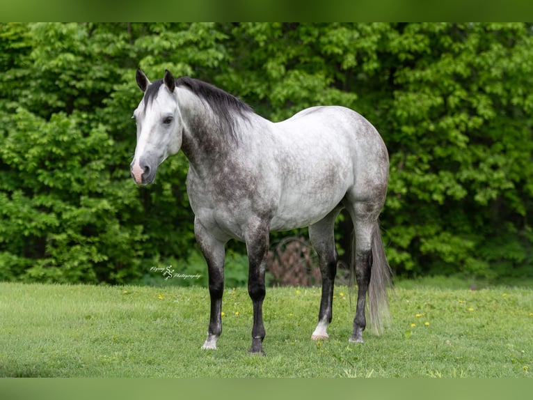 American Quarter Horse Castrone 6 Anni 152 cm Grigio in Sedalia