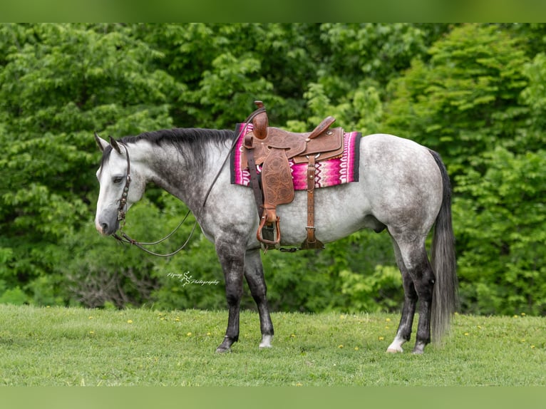 American Quarter Horse Castrone 6 Anni 152 cm Grigio in Sedalia