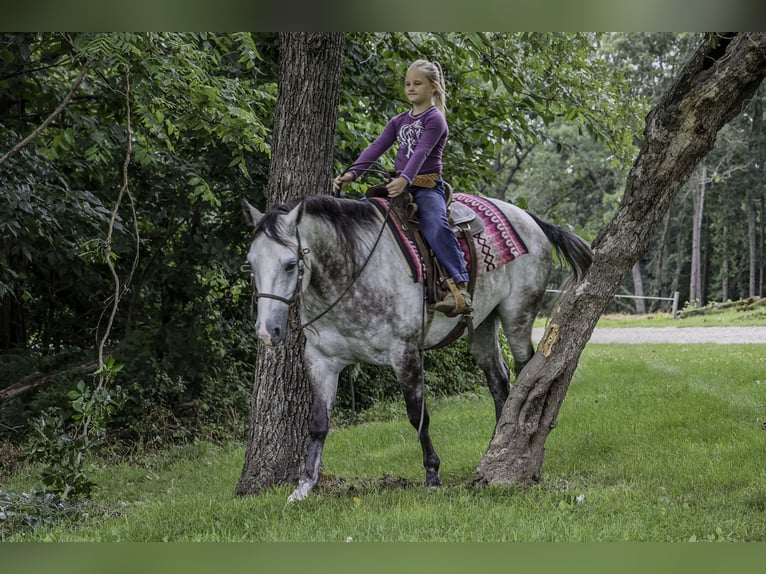 American Quarter Horse Castrone 6 Anni 152 cm Grigio in Sedalia