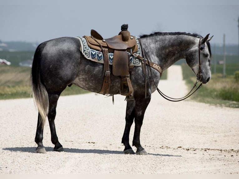 American Quarter Horse Castrone 6 Anni 152 cm Grigio in Bernard, IA
