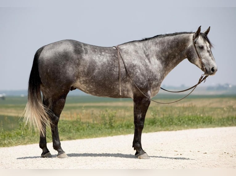 American Quarter Horse Castrone 6 Anni 152 cm Grigio in Bernard, IA
