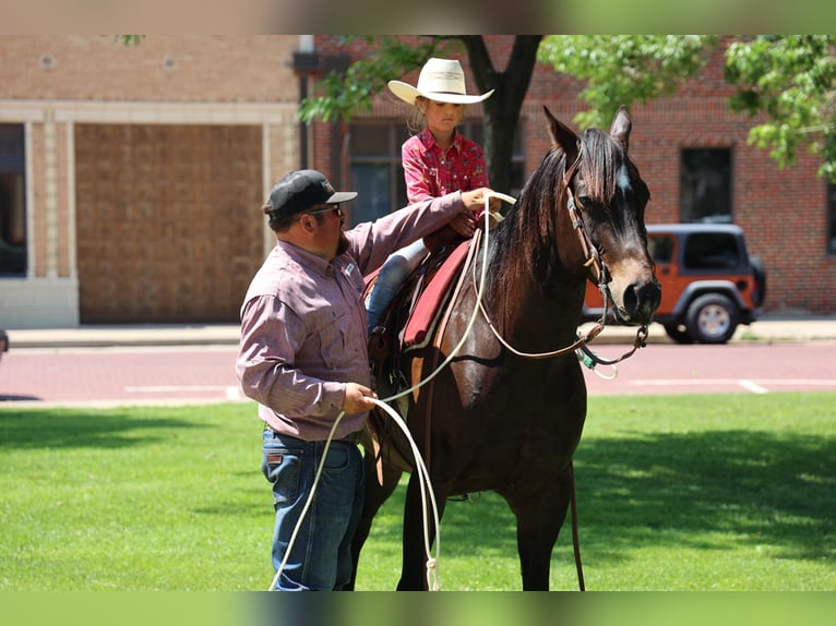 American Quarter Horse Castrone 6 Anni 152 cm Morello in Dalhart, TX