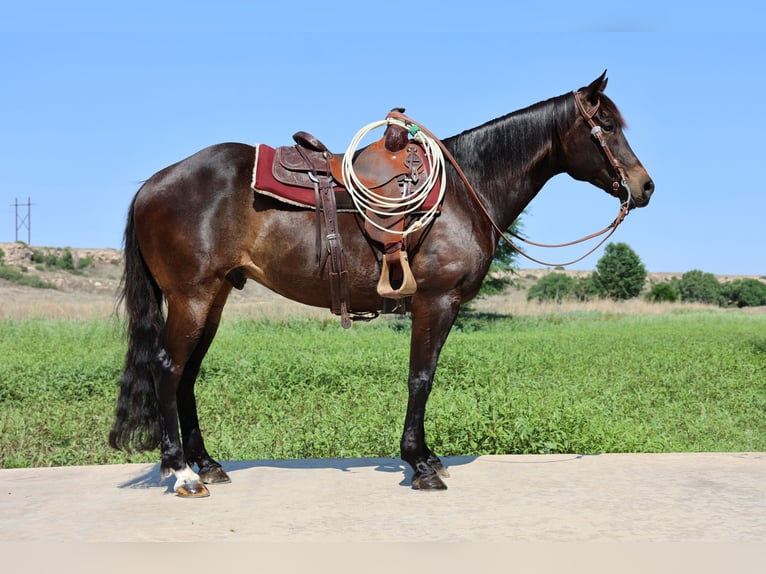 American Quarter Horse Castrone 6 Anni 152 cm Morello in Dalhart, TX